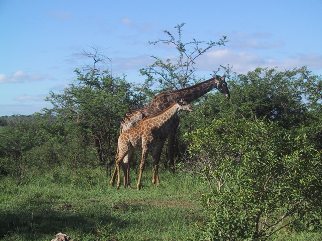 giraffe